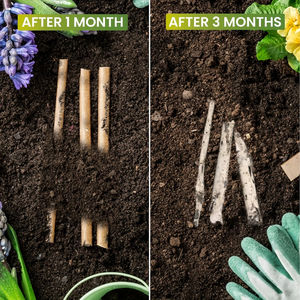 Sedotan Minum Kompos yang Terbuat dari Ampas Tebu Alternatif Ramah Lingkungan untuk Sedotan Plastik - Product Image 4