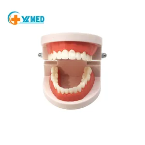教学资源医院和学校使用的牙科教学模型标准尺寸PVC牙科模型