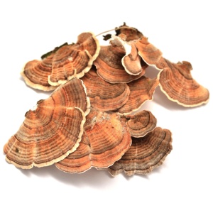 Fungo Selvatico Essiccato Trametes Versicolor, Coriolus Versicolor, Polyporus Versicolor, Fungo Coda di Tacchino, Lavorazione Grezza - Product Image 5