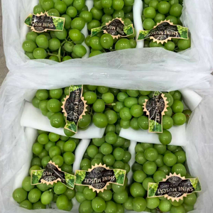 Uvas Shine Muscat de Primera Calidad, Frescas, Verdes, Sin Semillas, <span class=keywords><strong>Precio</strong></span> al por Mayor, del Proveedor Líder en China, Exportación a Todo el Mundo - Product Image 6