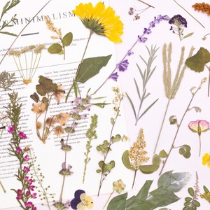 500 pièces/paquet de fleurs séchées, tiges de fleurs pressées, botaniques, artisanales, réalistes, éternelles, naturelles, marque-pages, cadre, Saint-Valentin - Product Image 5