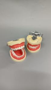 Ortodontik modeller ligatür bağlama eğitim uygulama <span class=keywords><strong>Typodont</strong></span> DP artikülatör ile 32 diş - Product Image 4