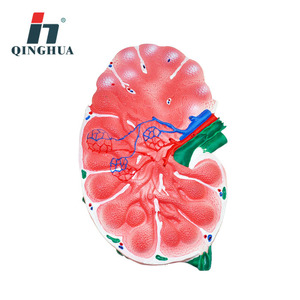 Modèle d'agrandissement des ganglions lymphatiques Qinghua : Instruments et équipements pédagogiques pour les cours de biologie au collège et au lycée - Product Image 1
