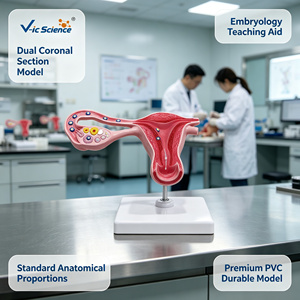 Modelo Anatómico Ampliado <span class=keywords><strong>de</strong></span> Fertilización Humana para Clínicas <span class=keywords><strong>de</strong></span> Obstetricia y Ginecología, Exhibición <span class=keywords><strong>de</strong></span> Ciencia Popular, CE/ISO/ROHS/CNAS - Product Image 1