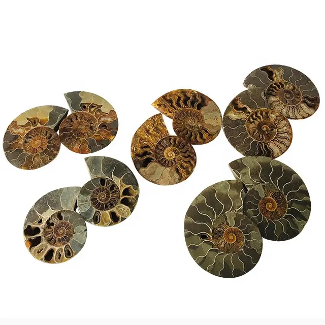 Vente en gros Fanshi naturel escargot tranche fossile spécimen minéral et cristal artisanat pour la décoration de la maison et les fossiles d'ammonite