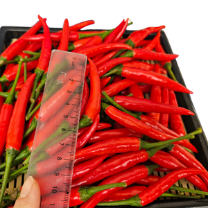 ผักสดเครื่องเทศและสมุนไพรจากเวียดนามกระบวนการทางการเกษตรดิบพร้อมบริการหลังการขายที่ยอดเยี่ยม - Product Image 3