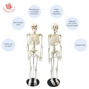 FRT004 Modèle de squelette humain Matériau en PVC Hauteur 85(cm) Dimensions et corps entier Taille réelle Modèle de squelette d'enseignement de l'anatomie