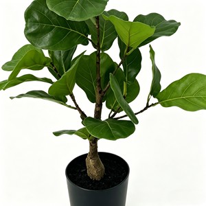 Artificial <b>Tree</b> Green Potted with Piano Leaf Banyan Ornaments for Living Room Floor Simulation - Product Image 6