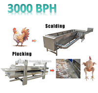 Échaudeuse de volailles industrielle automatique triphasée 380V en SUS304, capacité 3000 poulets/h, pour ligne d'abattage