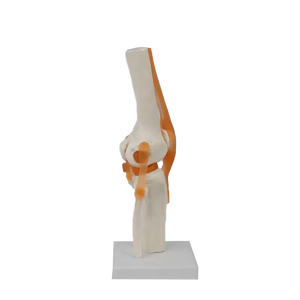 Modelo Anatómico de Rodilla Humana de Tamaño Real con Ligamentos para Ciencias Médicas - Product Image 2