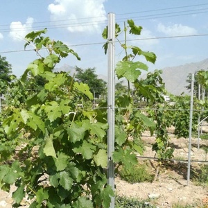 Estacas de <span class=keywords><strong>Madera</strong></span> que Reemplazan a los <span class=keywords><strong>Postes</strong></span> Metálicos Galvanizados, Resistentes a la Putrefacción, Ecológicas para Viñedos - Product Image 4