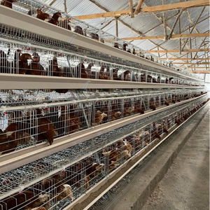 Vendita calda di strato di pollo gabbia per strati di pollame allevamento di un tipo 4 livelli 4 porte gabbie di batteria galline ovaiole vendono in Bangladesh - Product Image 1