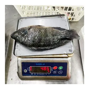Harga grosir IQF Frozen seluruh bulat ukuran besar ikan Tilapia hitam dari eksportir Tiongkok