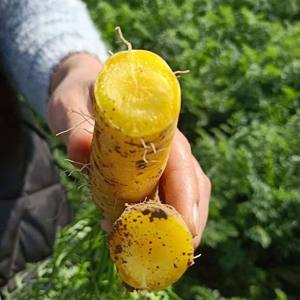 Semis de carottes nutritifs, idéaux pour la décoration des jardins fleuris et des cours, choix idéal pour le jardinage à domicile - Product Image 6