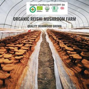 Ganoherb Oem Usda Biologische <span class=keywords><strong>Reishi</strong></span> Champignonpoeder Ganoderma Lucidum Met 4% Triterpenen Spore - Product Image 4