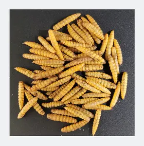 Atacado Secas Soldado Preto Moscas Larva Larvas Insetos Larvas Secas de Alta Proteína Secas Pet Snack Animal Feed