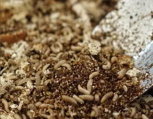 Larvas secas con mosca 100% Natural para alimento de animales, alimento para peces y pollos, bolsa de kg, embalaje a granel, color negro