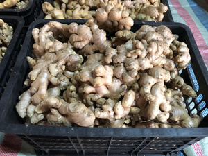 <b>Fresh</b> <b>Ginger</b> From Vietnam Newest Crop/ Zanjabeel/ Zenzero Fresco - Competitive Export (WA: +84362512699) - Product Image 2