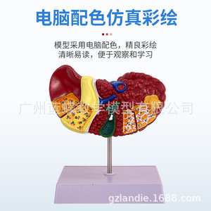 Modèle de simulation pédagogique du foie, de la vésicule biliaire, du pancréas et du duodénum ; modèle gastro-entérologique du foie, du pancréas - Product Image 5