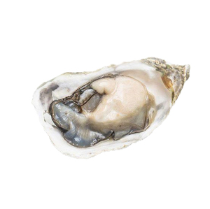 Amazon Hot Bán bột vỏ sò đậu bắp. <span class=keywords><strong>Oyster</strong></span> viên nang <span class=keywords><strong>Oyster</strong></span> nấm bột - Product Image 2