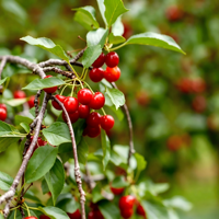 Extrait de cerise acidulée 25% VC, complément alimentaire pur, poudre antioxydante, emballage en fût de 1 kg