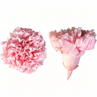 Fleur d'œillet stabilisée éternelle en gros, pour la Fête des Mères, grande tête de 4-5 cm, longue durée (3-5 ans), directement de l'usine