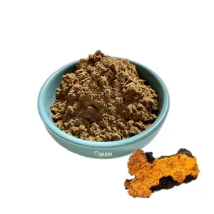 Pemasok Pabrik Ekstrak Jamur Chaga Murni Alami Bubuk Betula Pilose 10%-50% Polysaccharide