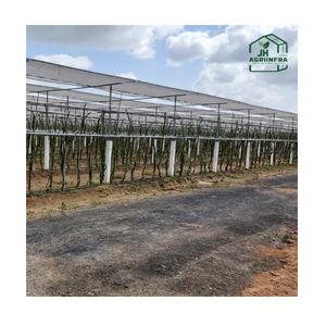 Sistema de Enrejado con Malla de Sombreado para Huertos de Pitahaya, Estructura de Soporte Duradera y de Alta Resistencia con Protección UV - Product Image 3
