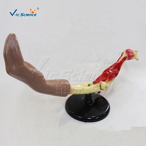 Codo Articulación Movimiento Modelo <span class=keywords><strong>Esqueleto</strong></span> Modelo <span class=keywords><strong>Huesos</strong></span> <span class=keywords><strong>Esqueleto</strong></span> <span class=keywords><strong>Humano</strong></span> Piezas - Product Image 5