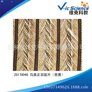 Factory direct supply of bird plumage slides, plant and animal slices, biology teaching equipment, and <b>microscope</b> slides. - Product Image 3