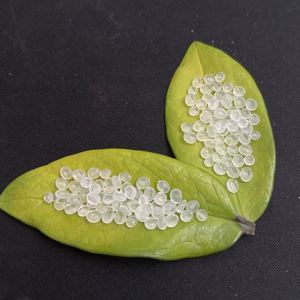 เม็ดพลาสติก PP คุณภาพสูง วัตถุดิบ PP โพลีโพรพิลีน เม็ดพลาสติก PP เวอร์จิ้น - Product Image 3