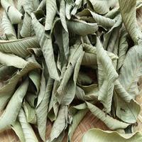 daun jambu biji kering berkualitas tinggi harga pabrik teh daun jambu biji
