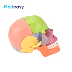 Modèle d'anatomie du crâne humain <span class=keywords><strong>Measy</strong></span>, 15 parties détachables, codées par couleur, mini PVC 1:2 pour l'enseignement médical - Product Image 4