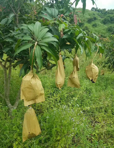 Al abrigo de fruta de mango bolsa de protección - Product Image 1