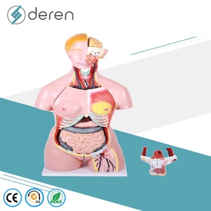Modelo Anatómico <span class=keywords><strong>Humano</strong></span> Multifuncional de Alta Simulación DRWF1005, en Capas, para Enseñanza Médica - Product Image 5