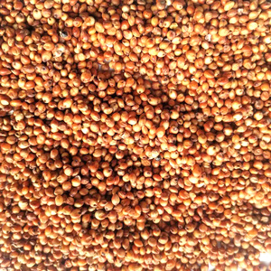 JIATAI Factory Red Sorghum <strong>Seed</strong> for <strong>Bird</strong> Feeding Pet Food - Product Image 3