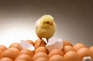 Os preços dos ovos em zimbabnós incubação de aves até 3000 incubadora 200 ovos automáticos
