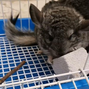 <span class=keywords><strong>Pierre</strong></span> molaire minérale naturelle pour petits animaux <span class=keywords><strong>Jouet</strong></span> molaire trou carré gris <span class=keywords><strong>Lapin</strong></span> Cochon d'Inde Hamster Jouets à mâcher Fournitures pour petits animaux de compagnie - Product Image 6