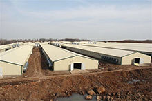 Gabbia di allevamento di pollo/strato uovo gabbia di pollo/pollaio Design pollaio automatico gabbia di pollame batteria di pollo bianco - Product Image 3