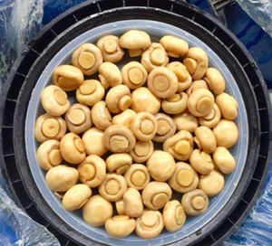 Số lượng lớn nấm trong trống 10kg toàn bộ/thái lát trộn chân không đóng gói bảo quản Nấm cho chế biến thực phẩm - Product Image 4