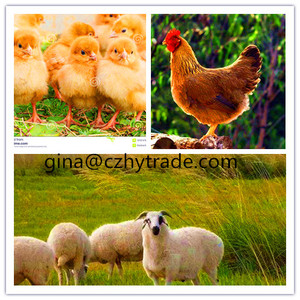 Manufacturing Best Quality <strong>Animal</strong> <strong>Feed</strong> Add DDGS (Corn) <strong>Feed</strong> Grade for Poultry Growth - Product Image 4