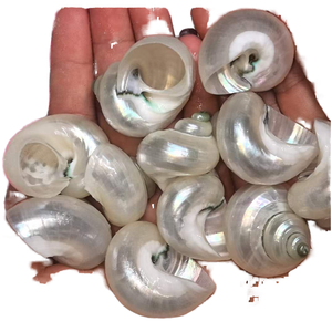 Concha de Caracol Natural Pulida para Decoración de Acuarios, Pequeña Concha Verde para Decoración del Hogar, Decoración Realista para Cangrejos Ermitaños - Product Image 1