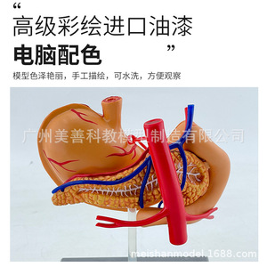 Modelo de estómago 4D, modelo de anatomía del estómago, modelo de ensamblaje, modelo de anatomía humana, modelo educativo, modelo de órgano - Product Image 5