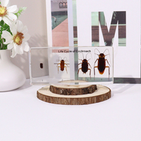Presse-papiers en résine acrylique de haute transparence, spécimen de cafard taxidermié, jouet éducatif pour l'enseignement