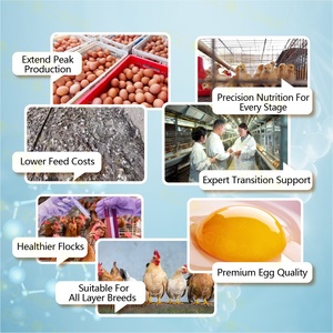 Aminoácidos de Grado Alimenticio para la Salud Intestinal: Monitoreo, Mejora de los Títulos, Reducción de la Variación, Desinfección de Premixes para Gallinas, Mitigación de la Concentración - Product Image 4