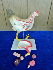 Modèle d'enseignement d'anatomie animale, modèle d'anatomie du squelette et de la structure interne de la poule pour la <span class=keywords><strong>recherche</strong></span> sur les <span class=keywords><strong>animaux</strong></span> - Product Image 4