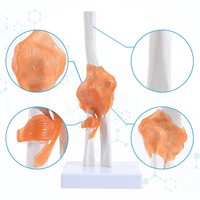 Articulation du coude humain avec ligaments, taille réelle, flexible, avec base pour l'affichage et l'interaction, CE/ISO