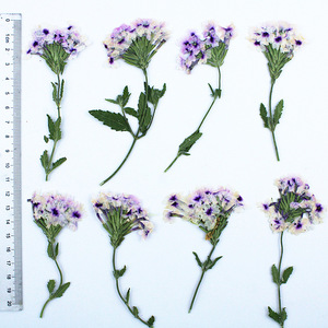 Fleurs de verbena séchées pressées naturelles avec tiges pour la fabrication de résine, de coques de téléphone, de marque-pages et de bougies - Product Image 5