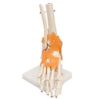 Modèle d'articulation du pied avec ligaments, modèle du pied et de la cheville, modèle d'anatomie du pied grandeur nature pour démonstration pédagogique CE/ISO