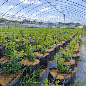 Bolsa de cultivo portátil HOKBG negra PP 20 30 40 60 litros para plantar vegetales tomates arándanos con asas precio de fábrica - Product Image 5